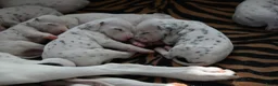 Dalmatiër honden te koop: Dalmatiër puppy's - Advertentie 5