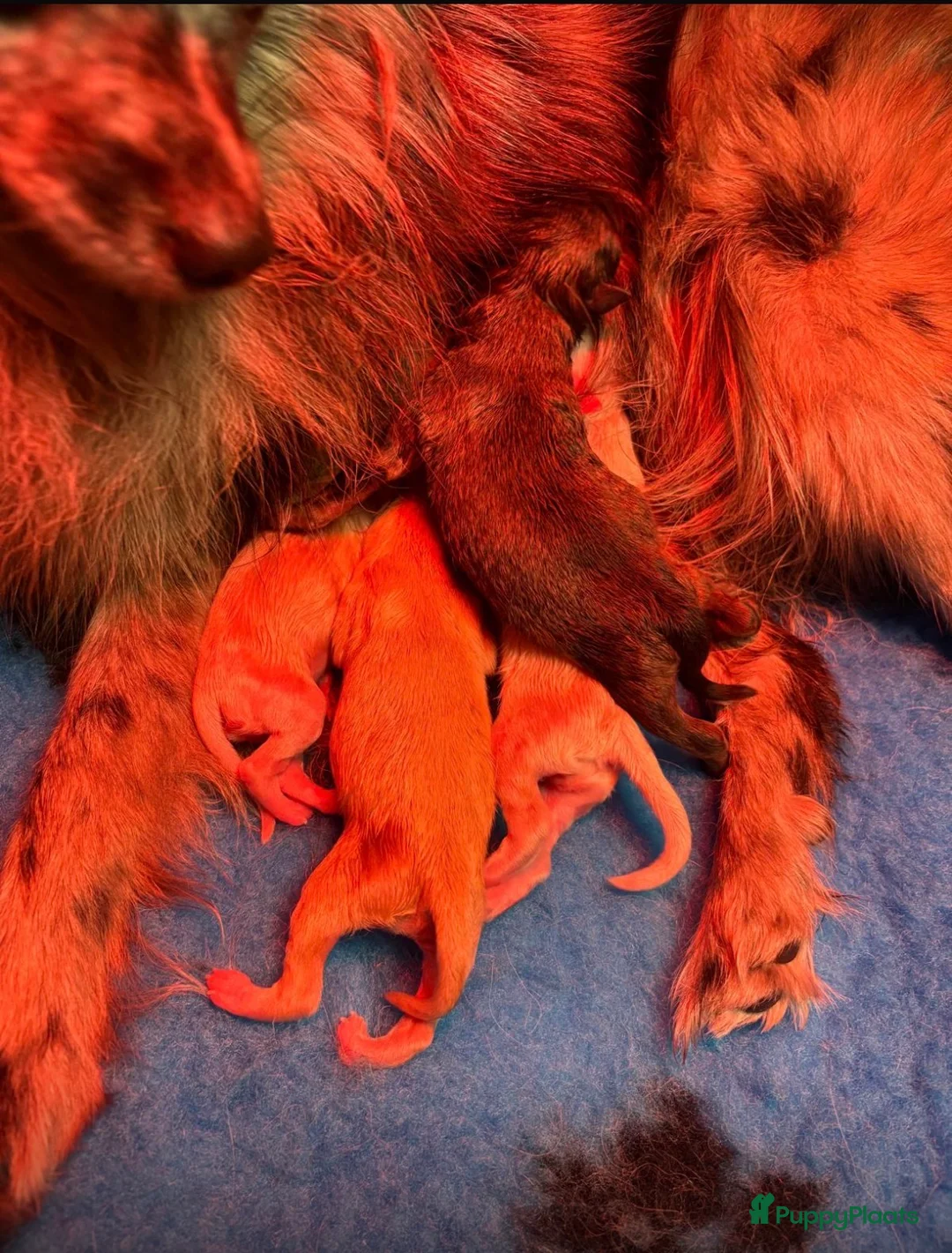 Pomeriaan honden te koop: Pomeriaan (keeshond) reutje 9 weken  - Advertentie 7