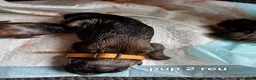 Bouvier des Flandres honden te koop: bouvierpups  nog.1.reutje beschikbaar - Advertentie 5
