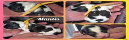 Cockapoo honden te koop: Cockapoo pups  - Advertentie 7
