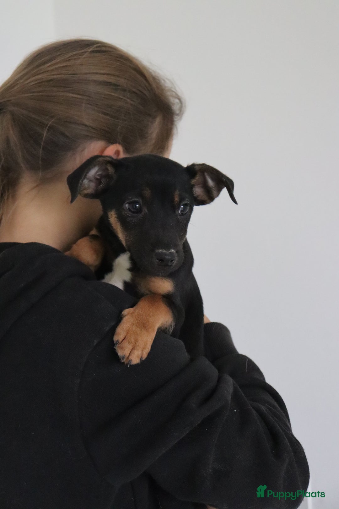 Jack Russel Terriër honden te koop: lieve Jack Russel pups  - Advertentie 21