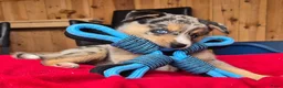 Kruising honden te koop: Mini Australian shepherd pup reutje  - Advertentie 14