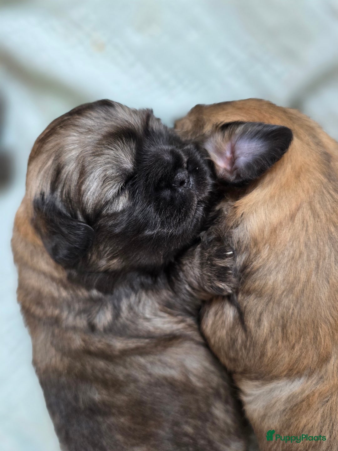 Tibetaanse Spaniel honden te koop: Tibetaanse spaniel pups beschikbaar (Groningen) - Advertentie 14