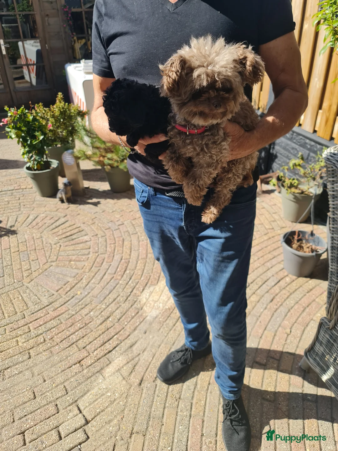 Poedel Toy honden te koop: Toypoedelpup  - Advertentie 2