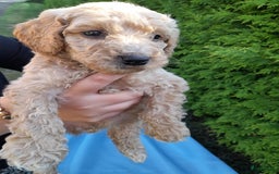 Labradoodle honden te koop: Labradoodle pups - Afbeelding 12