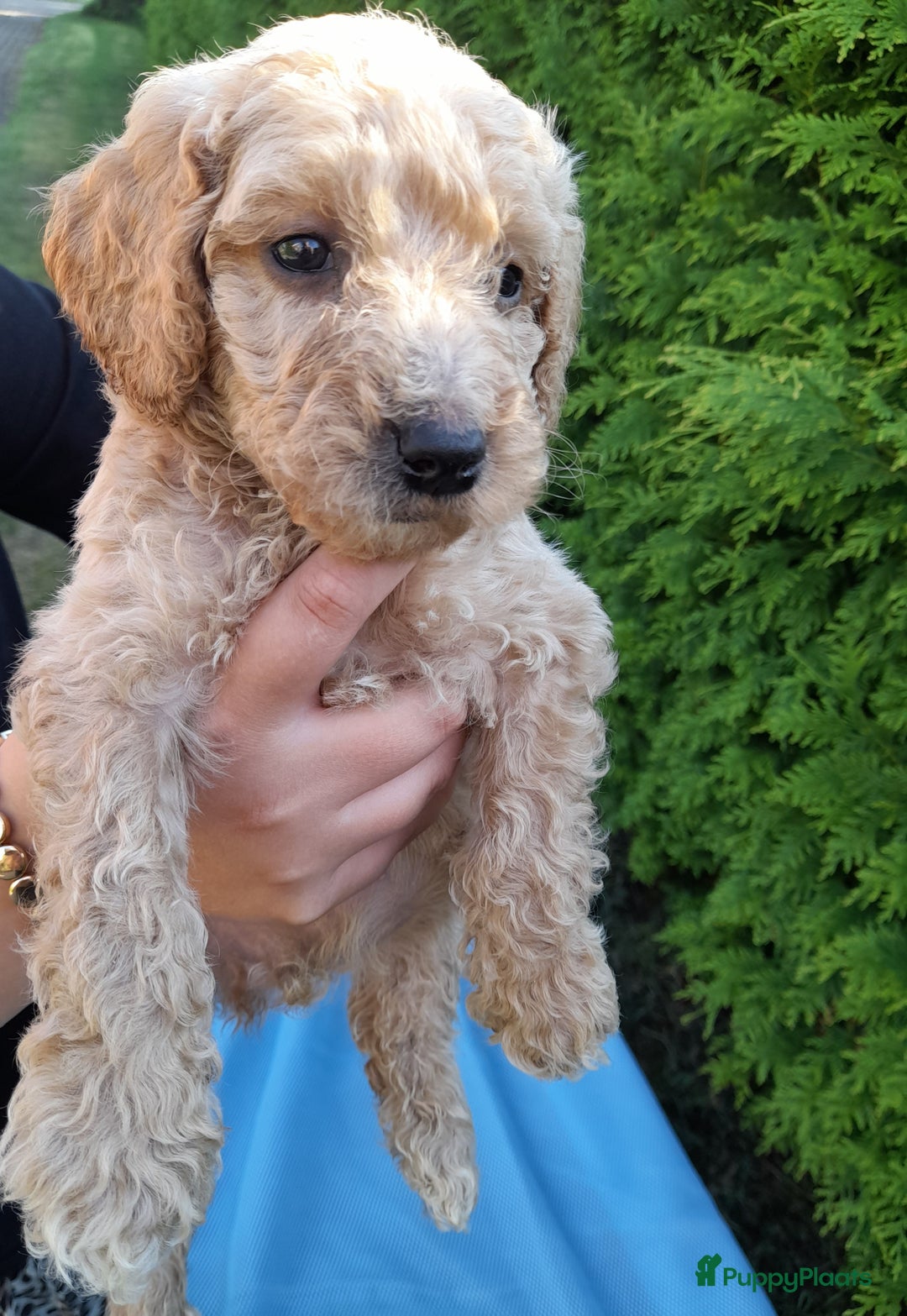 Labradoodle honden te koop: Labradoodle pups - Afbeelding 12