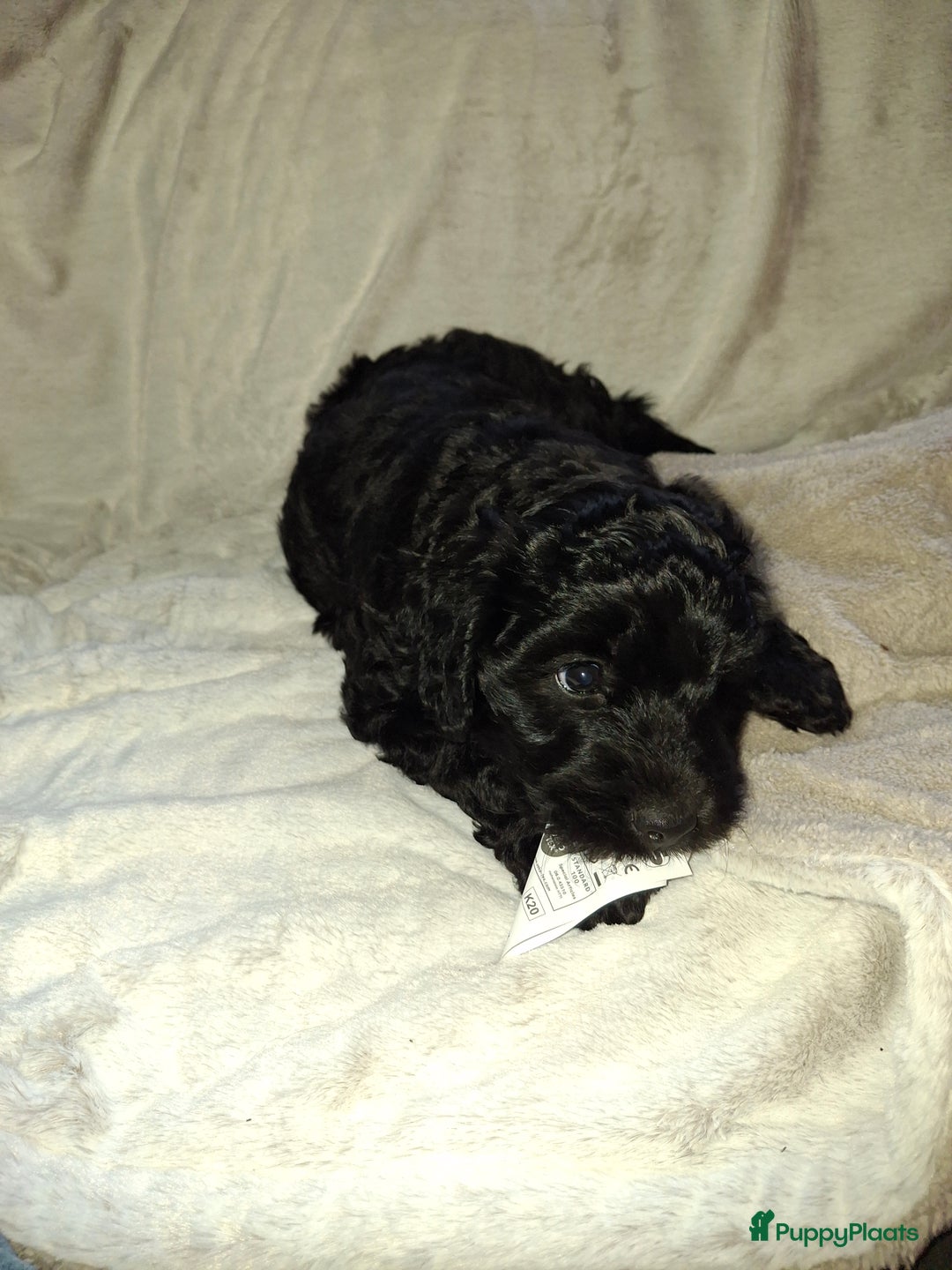 Goldendoodle honden te koop: Goldendoodle teefje - Advertentie 4