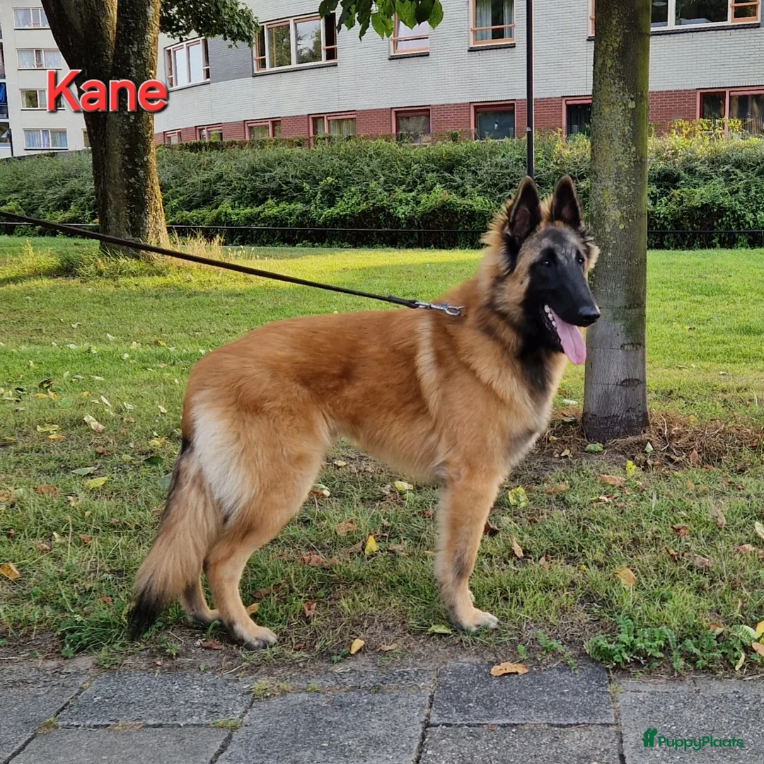 Galerij afbeelding {{count}}