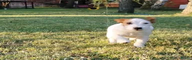 Jack Russel Terriër 1