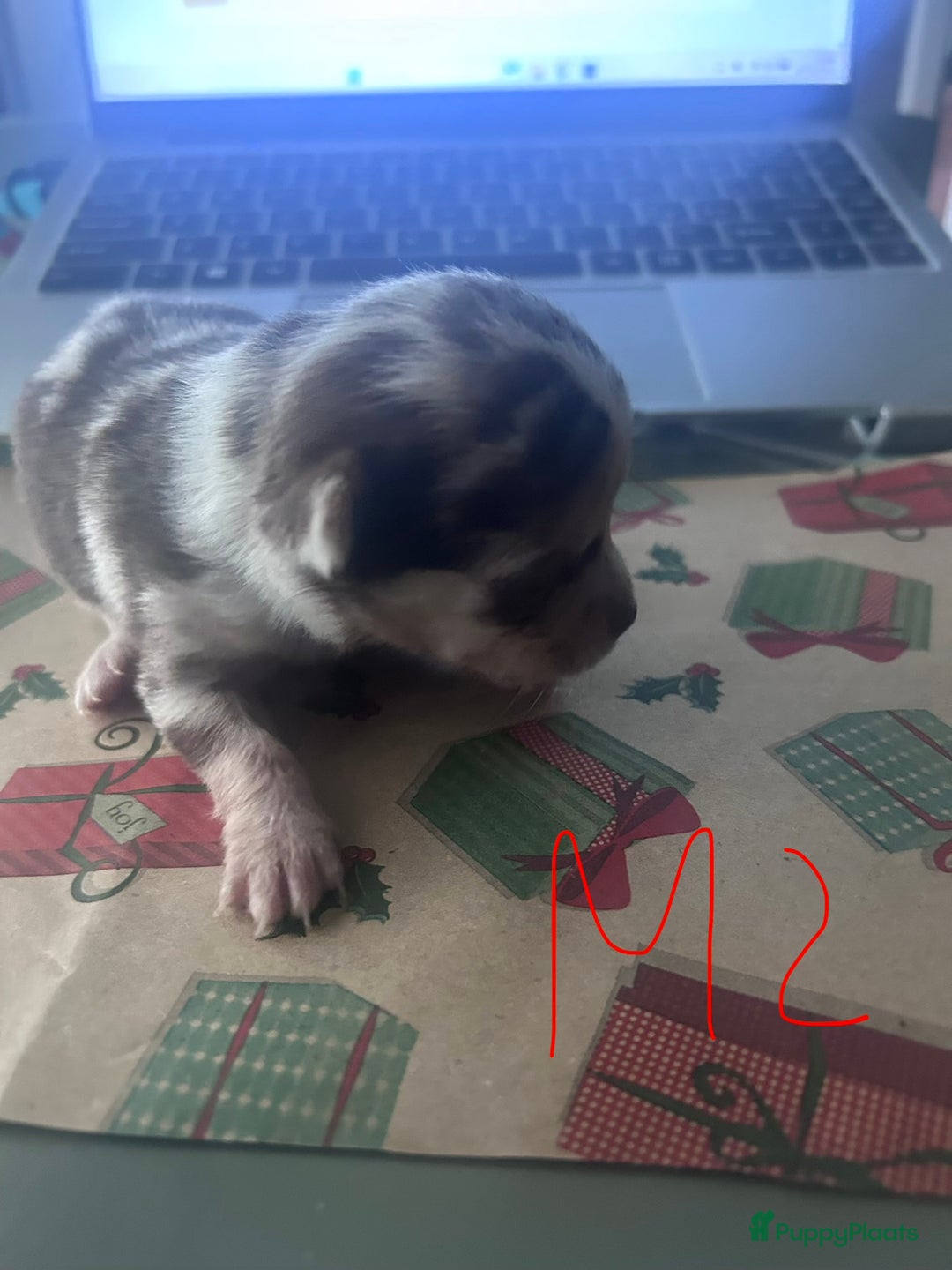 Chihuahua honden te koop: 6 lieve Chihuahua puppy’s - Advertentie 34