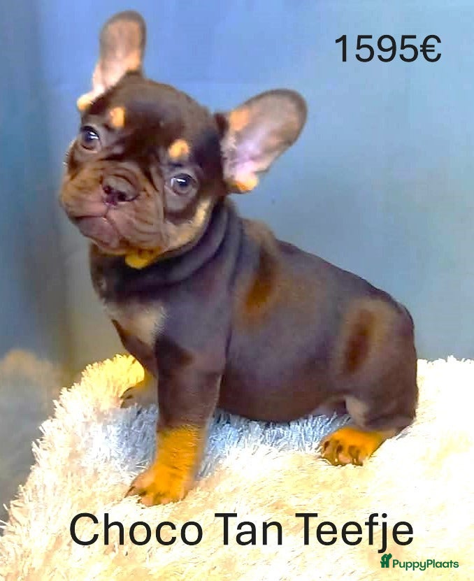 Franse Bulldog honden Franse Bulldog Pups Fawn/Choco Tan - Advertentie 2