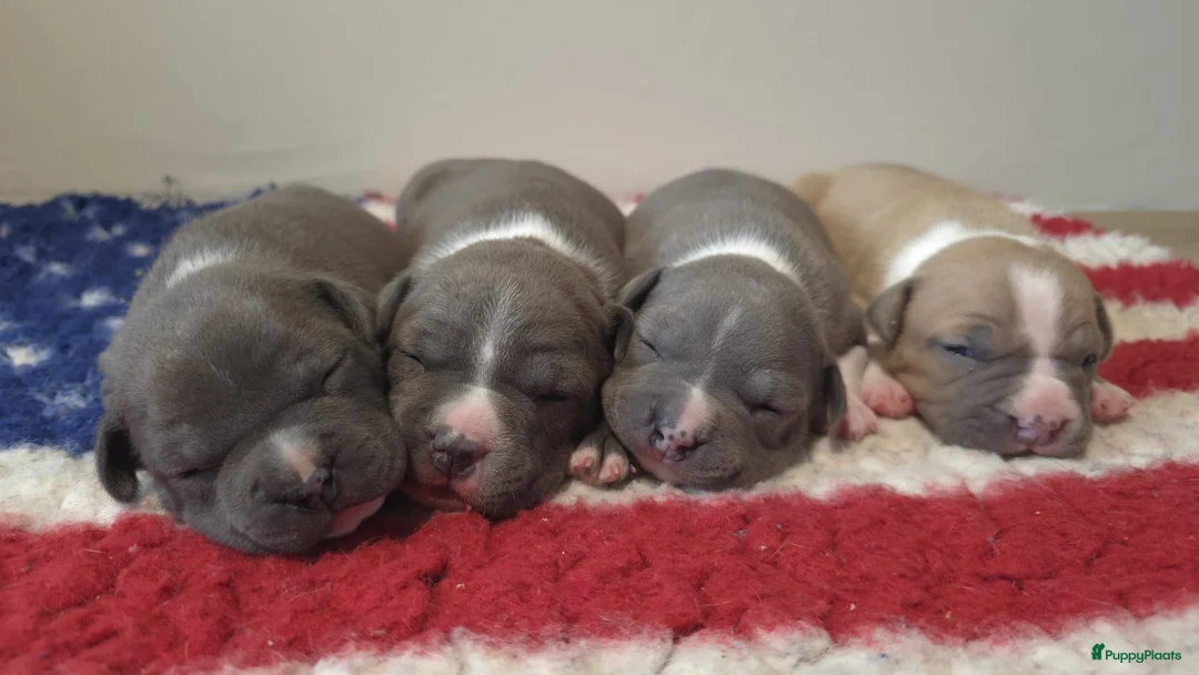 American Staffordshire Terriër honden te koop: Prachtige Amerikaanse Staffordshire Terriër pups - Advertentie 10