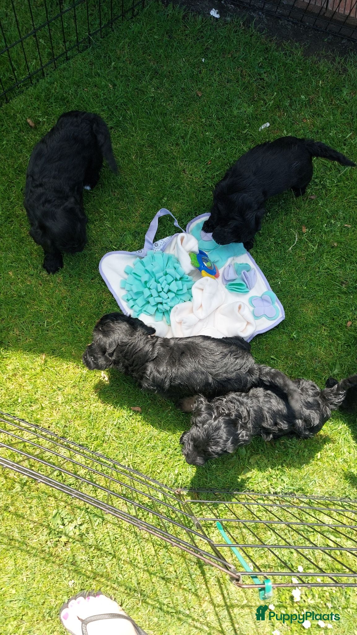 Labradoodle honden Prachtige labradoodle pups beschikbaar  - Advertentie 2