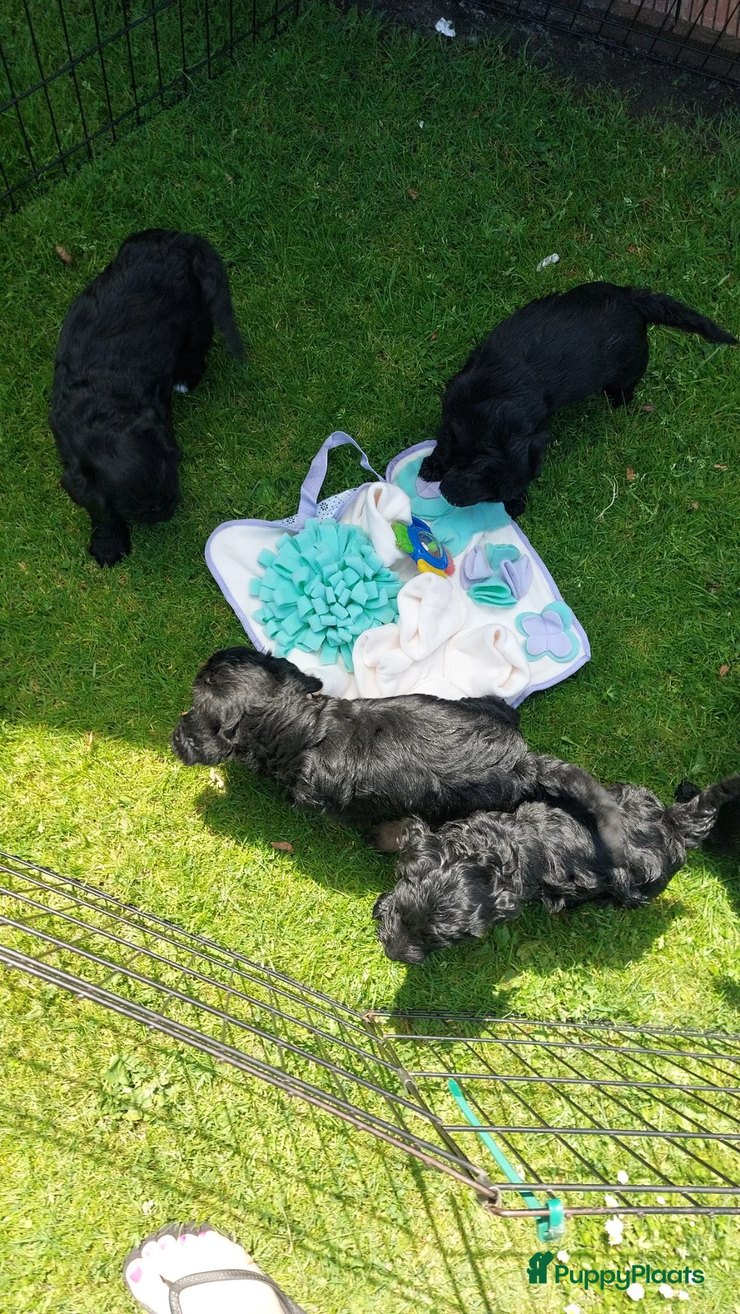 Labradoodle honden te koop: Prachtige labradoodle pups beschikbaar  - Advertentie 1