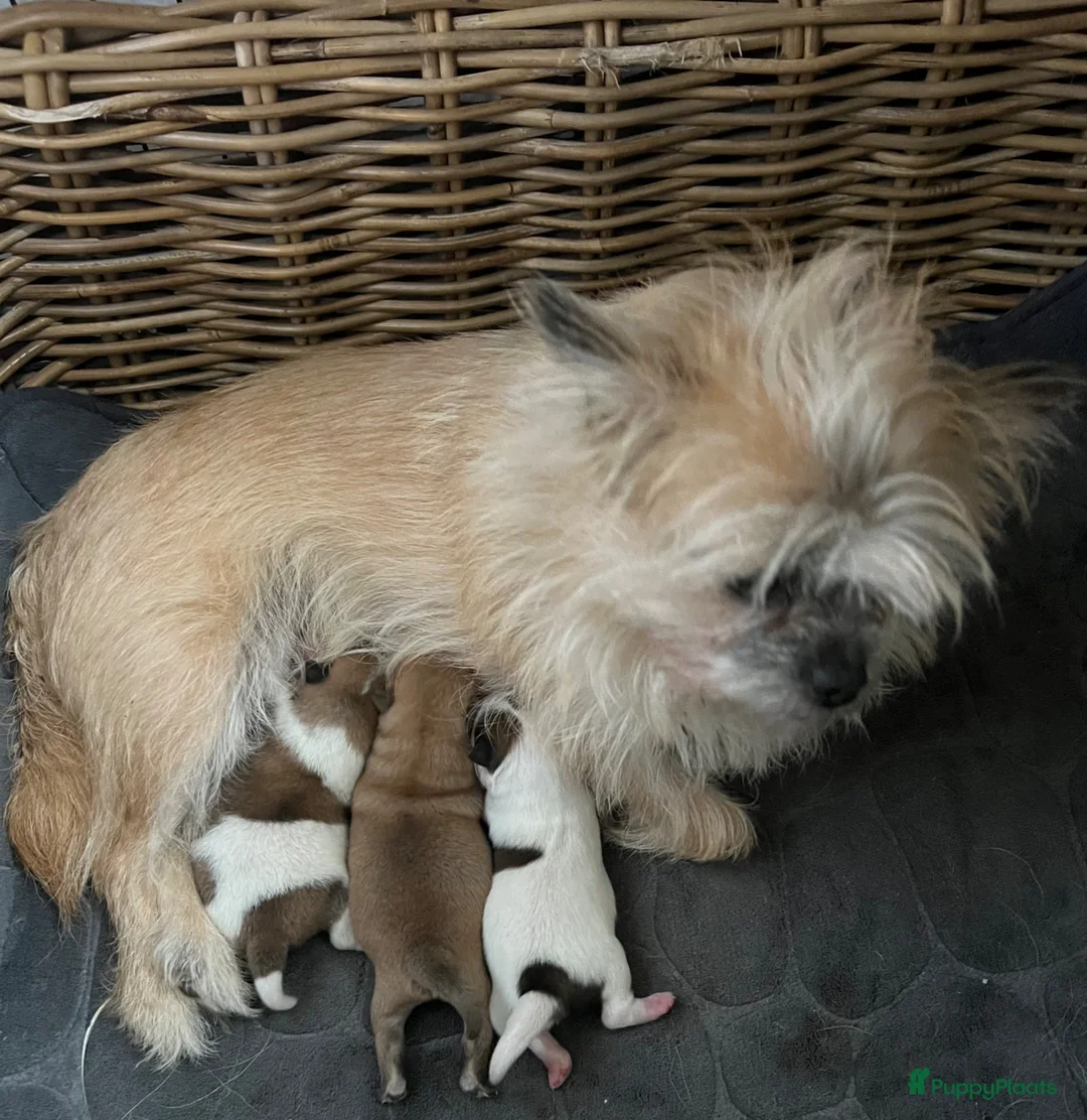 Pomchi honden te koop: Super schattige pomchi’s  - Advertentie 2