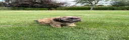Kruising honden te koop: Boompoo (Boomer x Poedel) pups - Advertentie 4