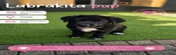 Kruising honden te koop: Laatste Labrakita pup teefje zoekt nieuw huisje - Advertentie 11