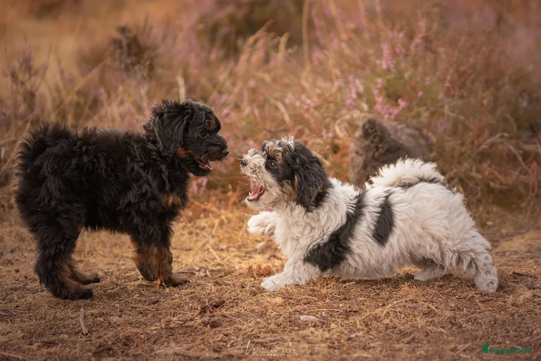 Kruising honden ter dekking: Uitgebreid geteste Boompoo dekreu  - Advertentie 20