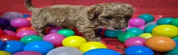 Cockapoo honden te koop: Cockapoo pupjes uit geteste ouders - Advertentie 5