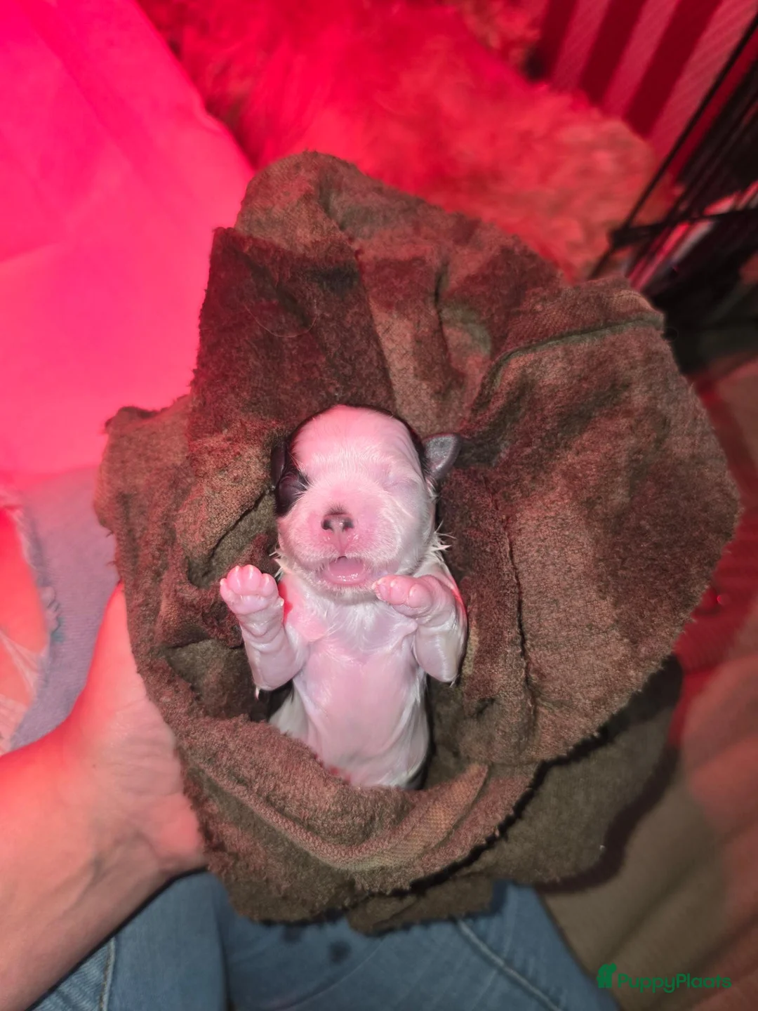 Kruising honden te koop: Net geboren, Boomer Pups 💙❤️(Shih-Tzu x Boomer) - Advertentie 26