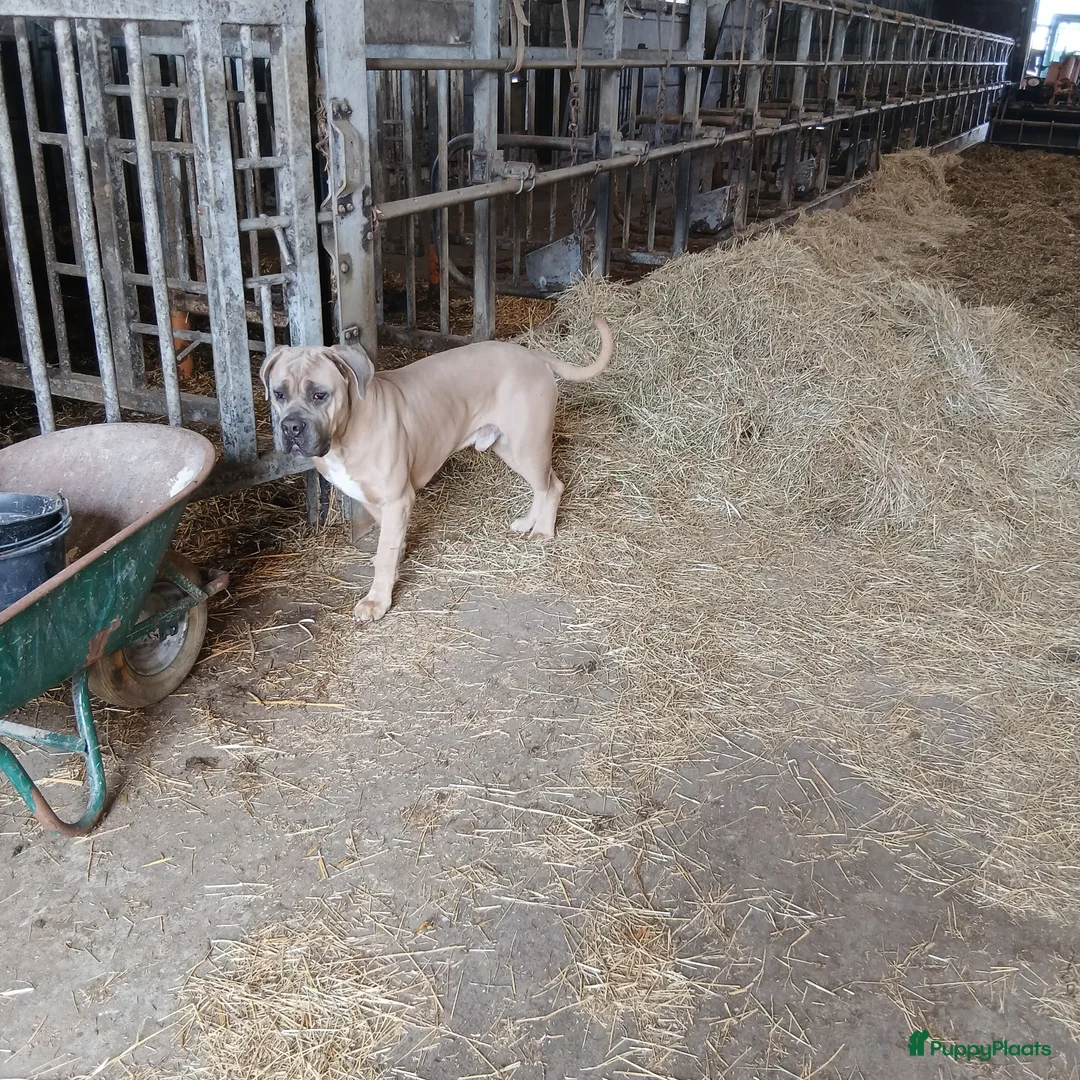 Cane Corso honden te koop: Pups worden verwacht begin augustus - Advertentie 2