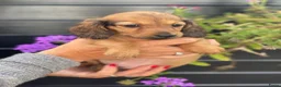 Teckel (langhaar) honden te koop: Langharige teckel pups - Advertentie 9