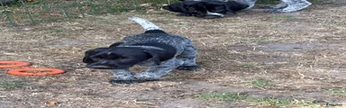 Duitse Staande Hond Draadhaar 5