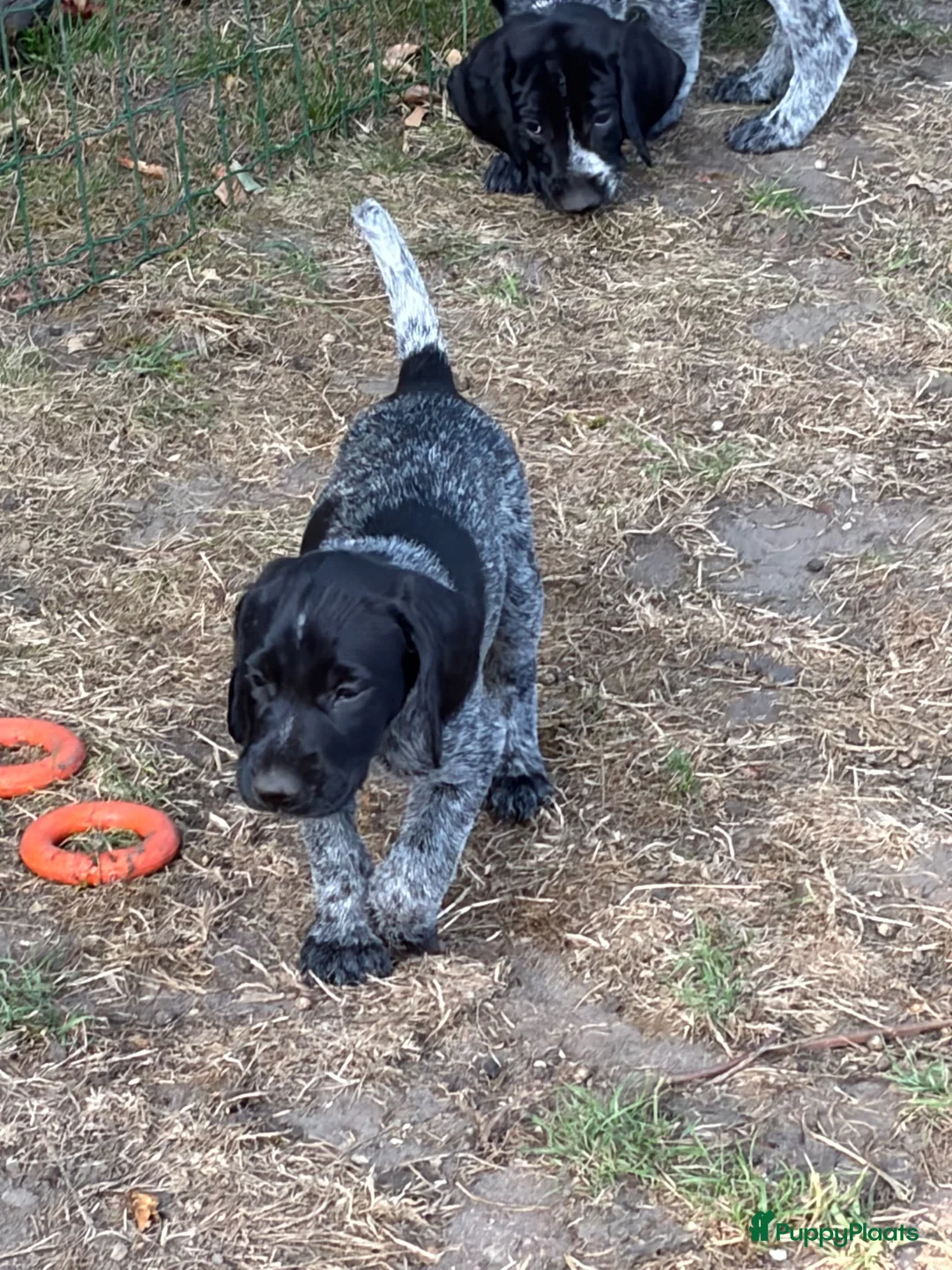 Duitse Staande Hond Draadhaar honden te koop: Pups Duitse staande draadhaar  - Advertentie 2