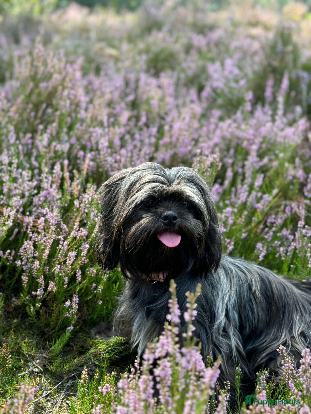 Shihpoo honden te koop: Shih Tzu / ShihTzu Toypoedel - Advertentie 1