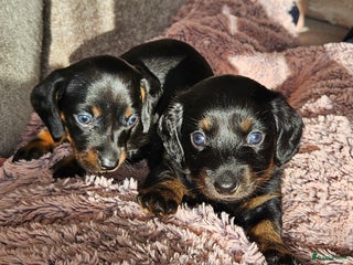 Teckel (korthaar) honden Dwerg teckels korthaar Black and Tan - Advertentie 1