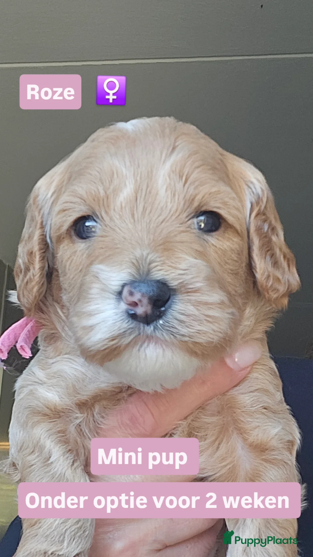 Australian Labradoodle honden te koop: Australian Labradoodle mini pups  - Advertentie 2