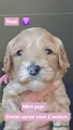 Australian Labradoodle donker roze bandje