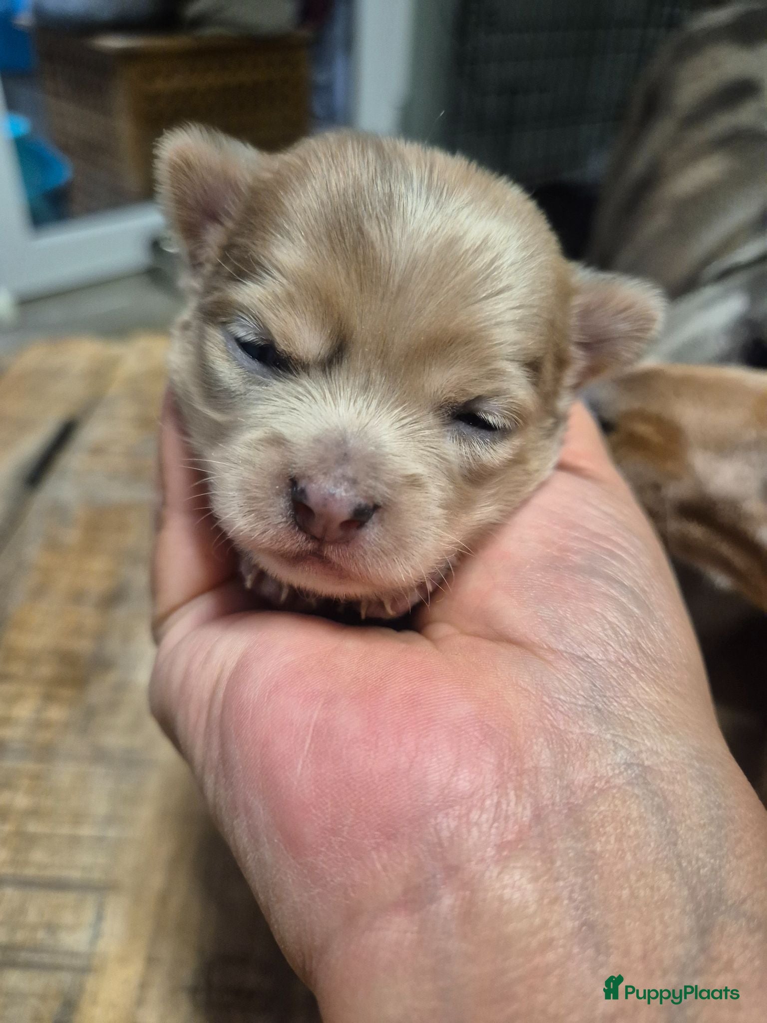 Chihuahua honden Mooie Chihuahua pups - Advertentie 3
