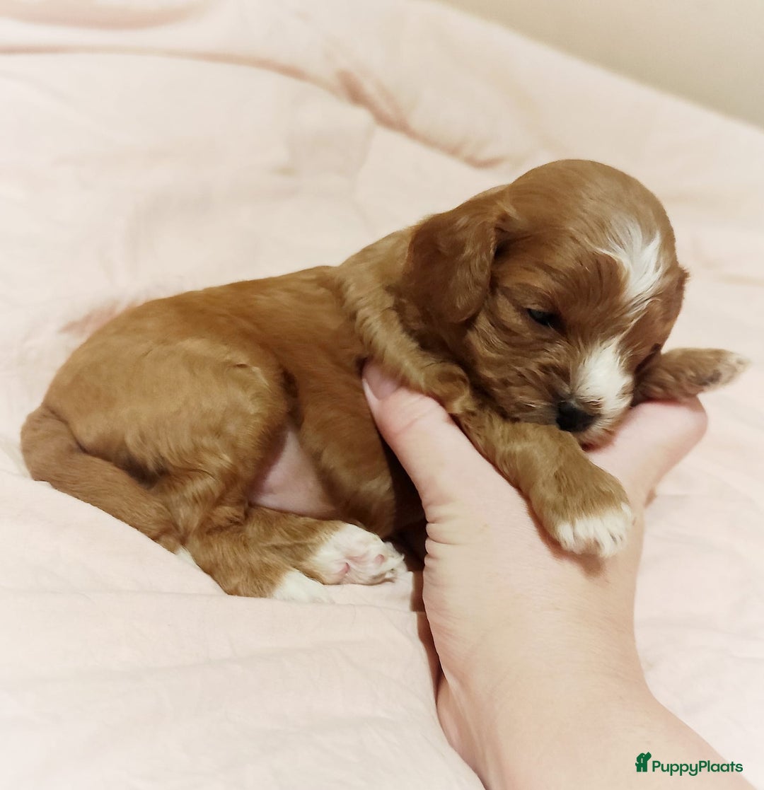 Cavapoo honden te koop: Prachtige cavapoo pups - Advertentie 13