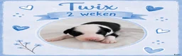 Australian Shepherd honden te koop: Stamboom pups geboren!  - Advertentie 10