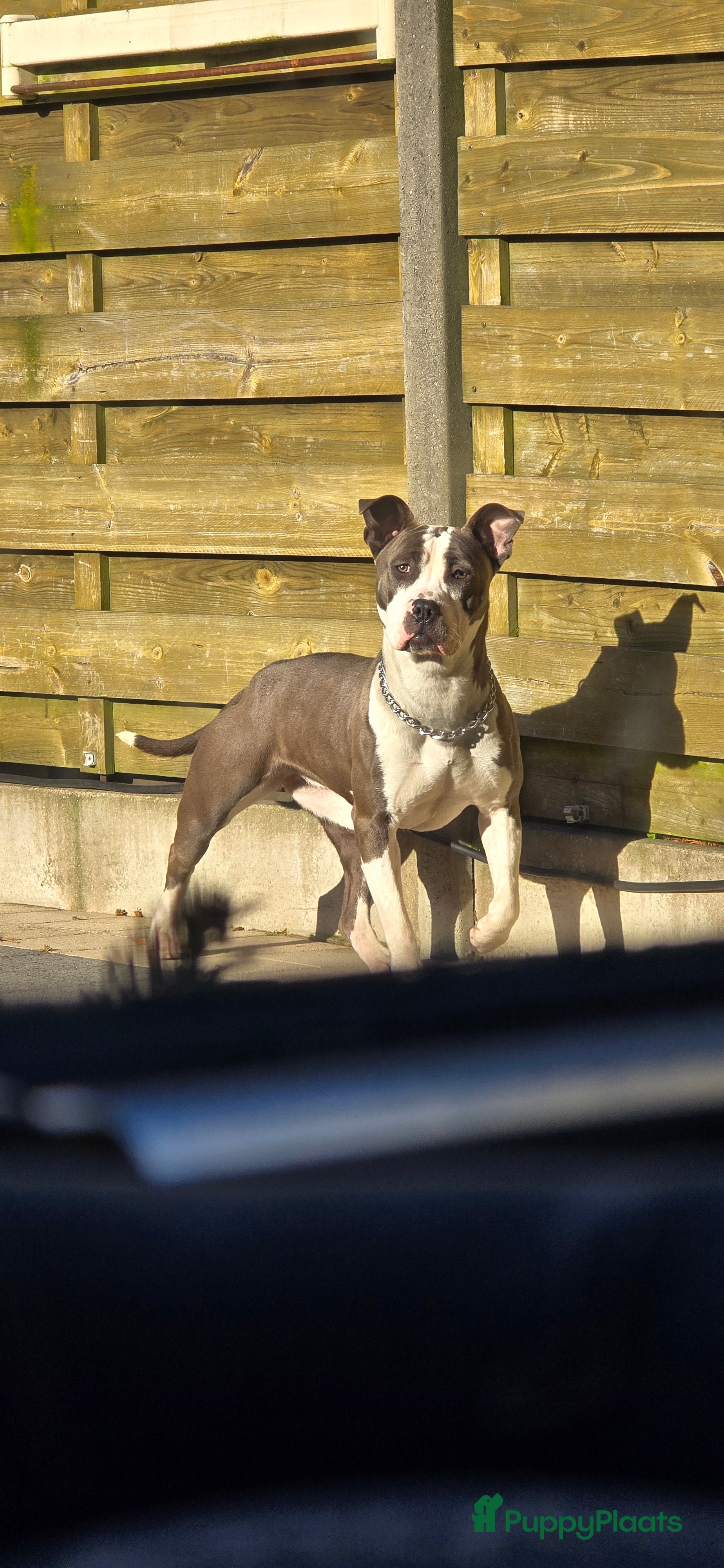 Amerikaanse Bully honden I am giving my beloved Faya up for adoption - Advertentie 1