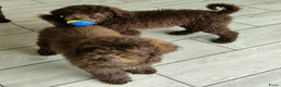 Labradoodle honden te koop: prachtige choco f4 multigen labradoodle pups - Advertentie 7