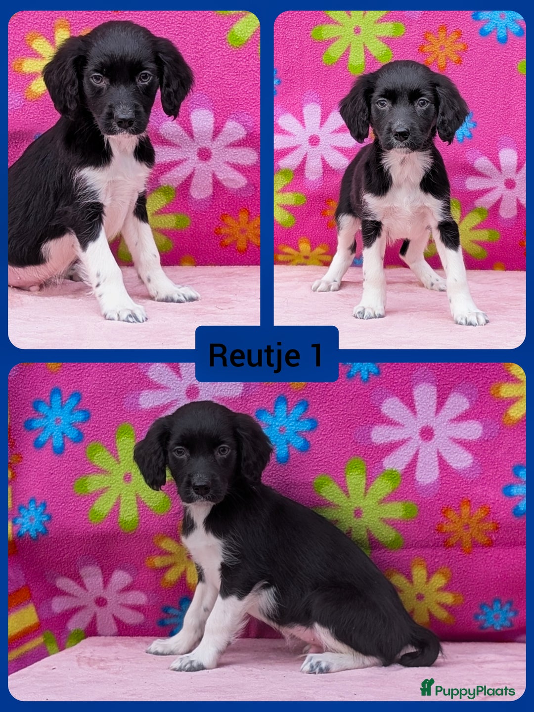 Friese Stabij honden te koop: Prachtige friese stabij x border collie pups  - Advertentie 15