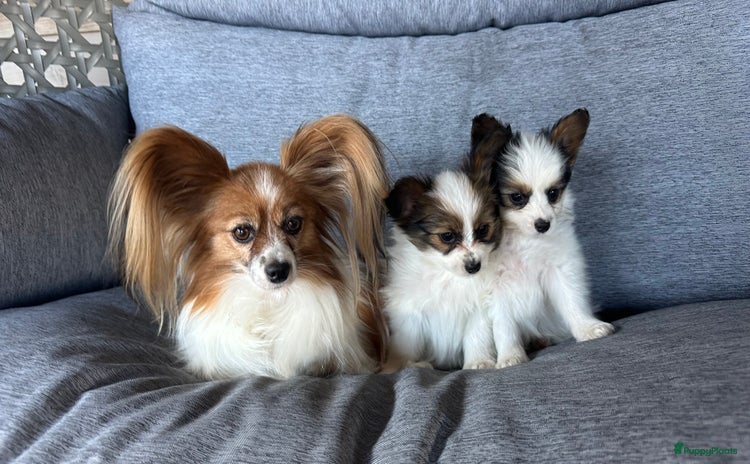 Vlinderhondje honden - Advertentie 2