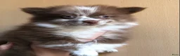 Pomchi honden te koop: Pomchi pups te koop - Advertentie 6