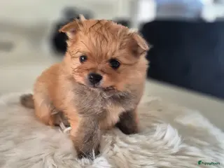 Pomeriaan honden nog 1 heel schattige teef🥰 - Advertentie 2