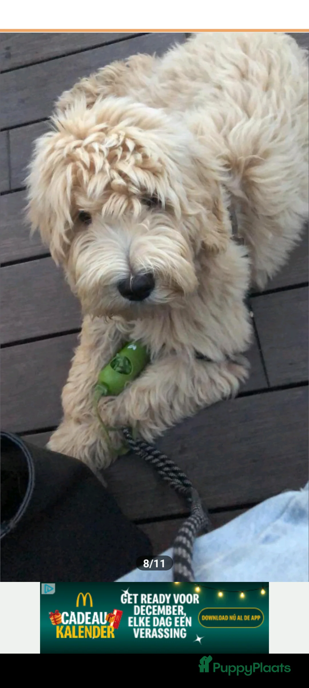 Kruising honden te koop: Goldendoodle/Labradoodle puppies te koop - Advertentie 19