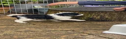 Dwergpoedel honden te koop: Dwergpoedel harlekijn zwart/wit  - Advertentie 7