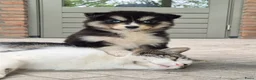 Kruising honden te koop: Pomsky x shiba inu (1/4) pups - Advertentie 14