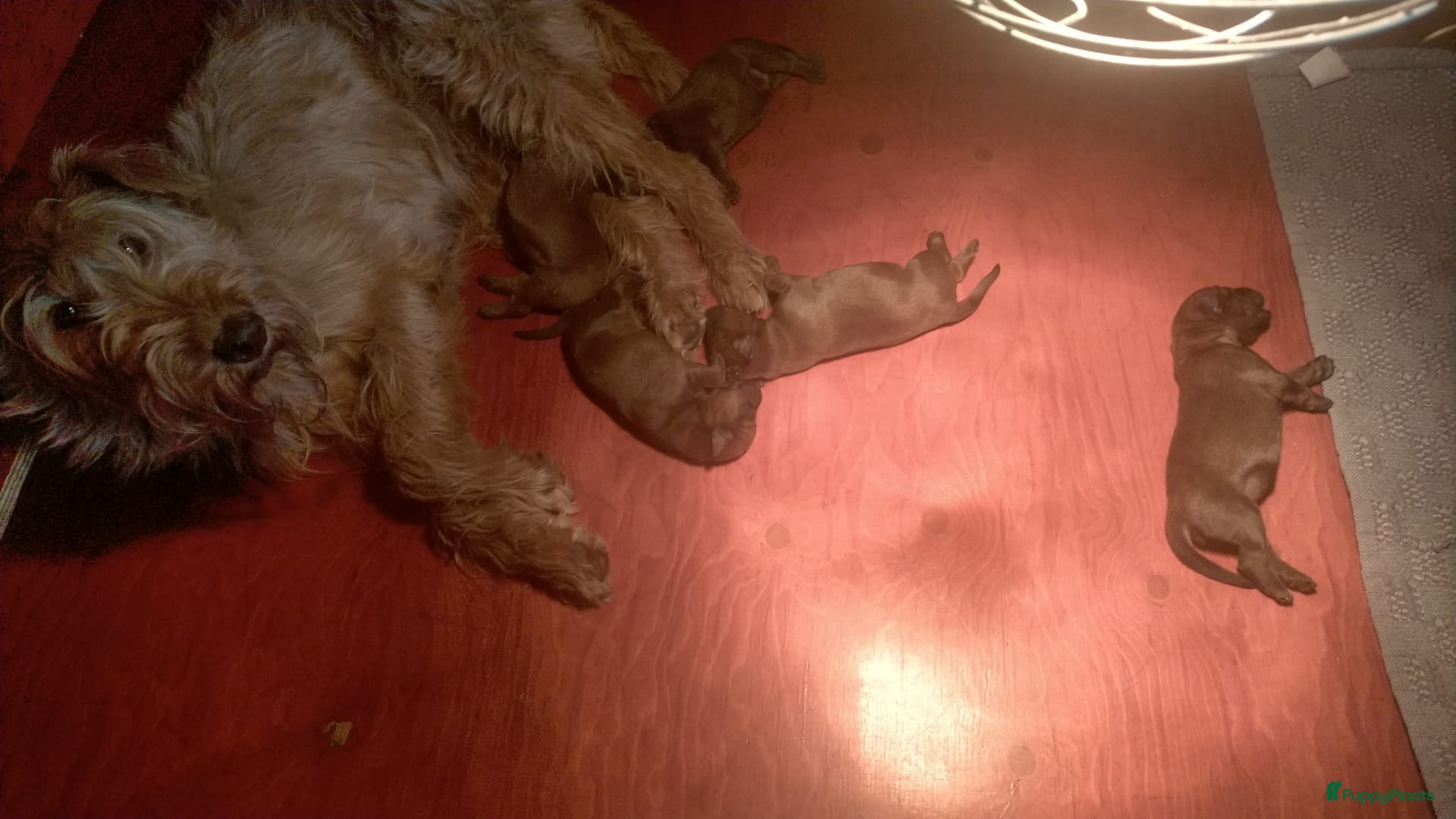 Ierse Terriër honden te koop: Ierse Terriër pups - Advertentie 2