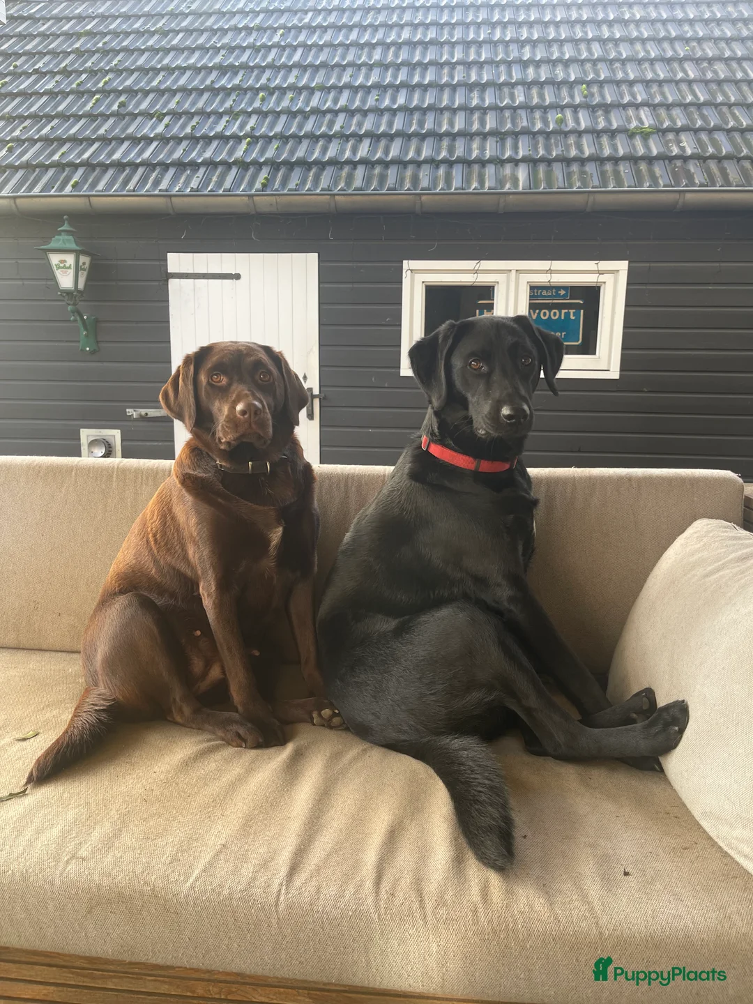 Kruising honden te koop: Nestje labradors kruising binnenkort verwacht - Advertentie 9