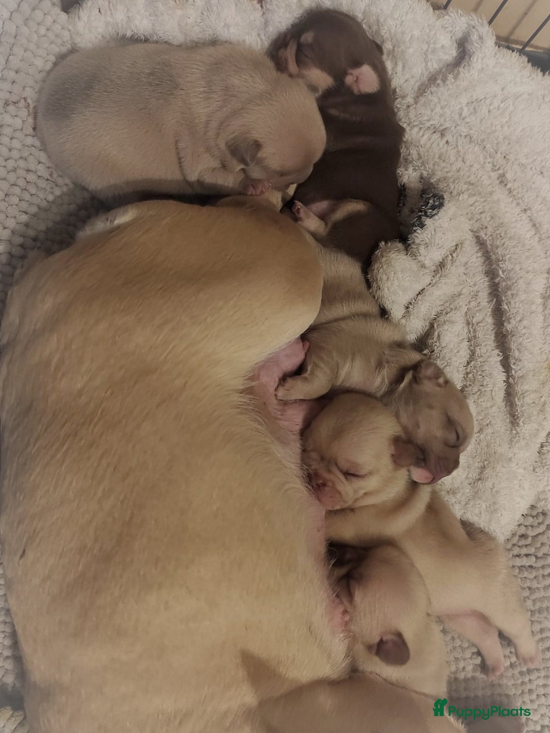 Franse Bulldog honden te koop: Franse bulldog pups - Advertentie 19