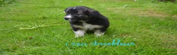 Kruising honden te koop: Prachtige puppy's Border-Collie/Golden Retriever - Advertentie 6