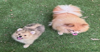 Keeshond honden - Advertentie 5