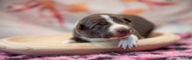 Border Collie Puppy 2